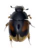 Sphaeridium scarabaeoides